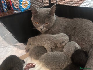 British Shorthair cats Pure British shorthair kittens - Advert 1