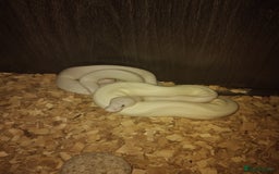 Python Snake reptiles for sale: 2x baby royal pythons - Image 6