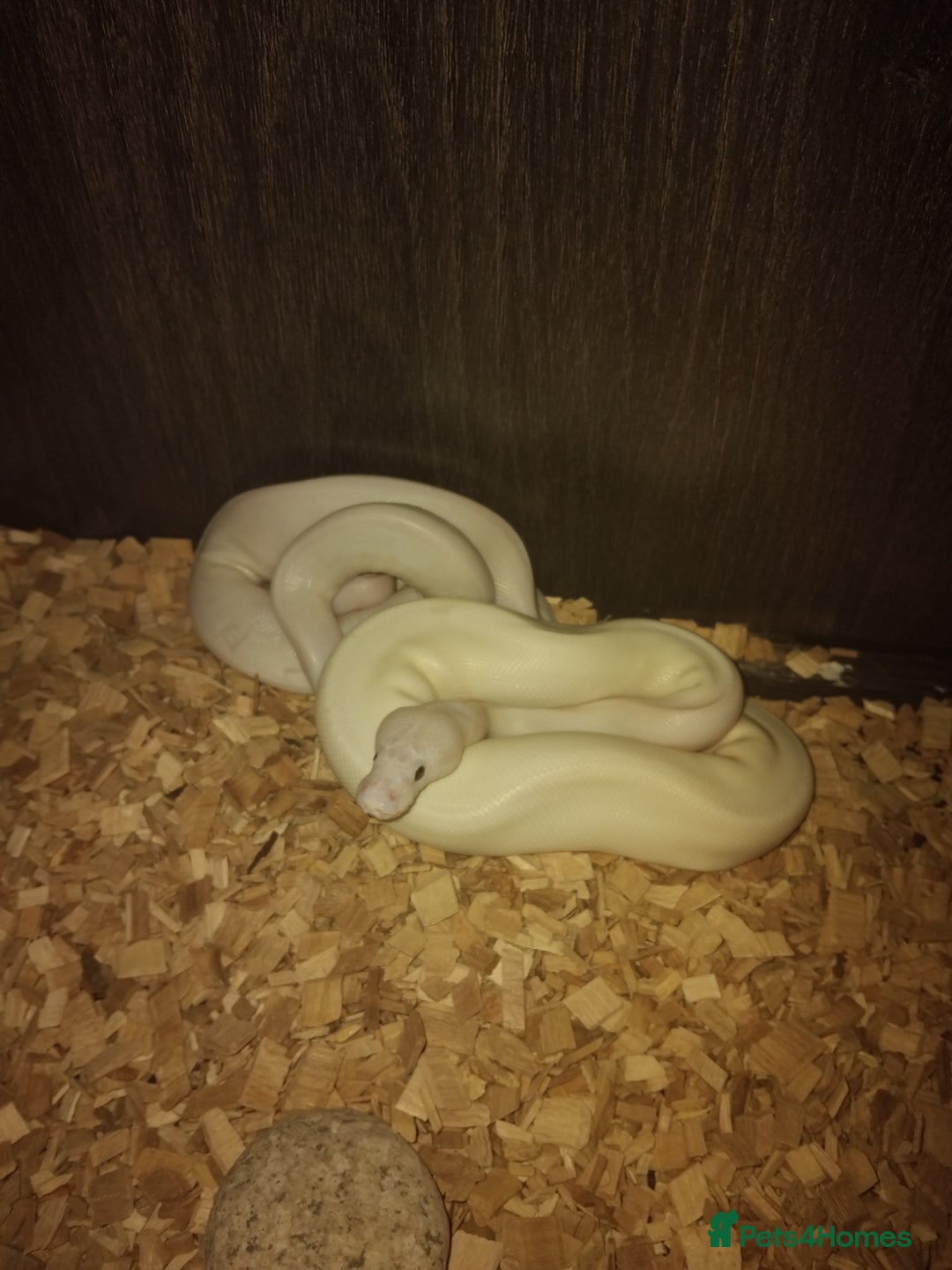 Python Snake reptiles for sale: 2x baby royal pythons - Image 6