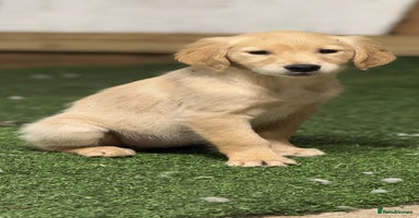 Golden Retriever dogs - Advert 4