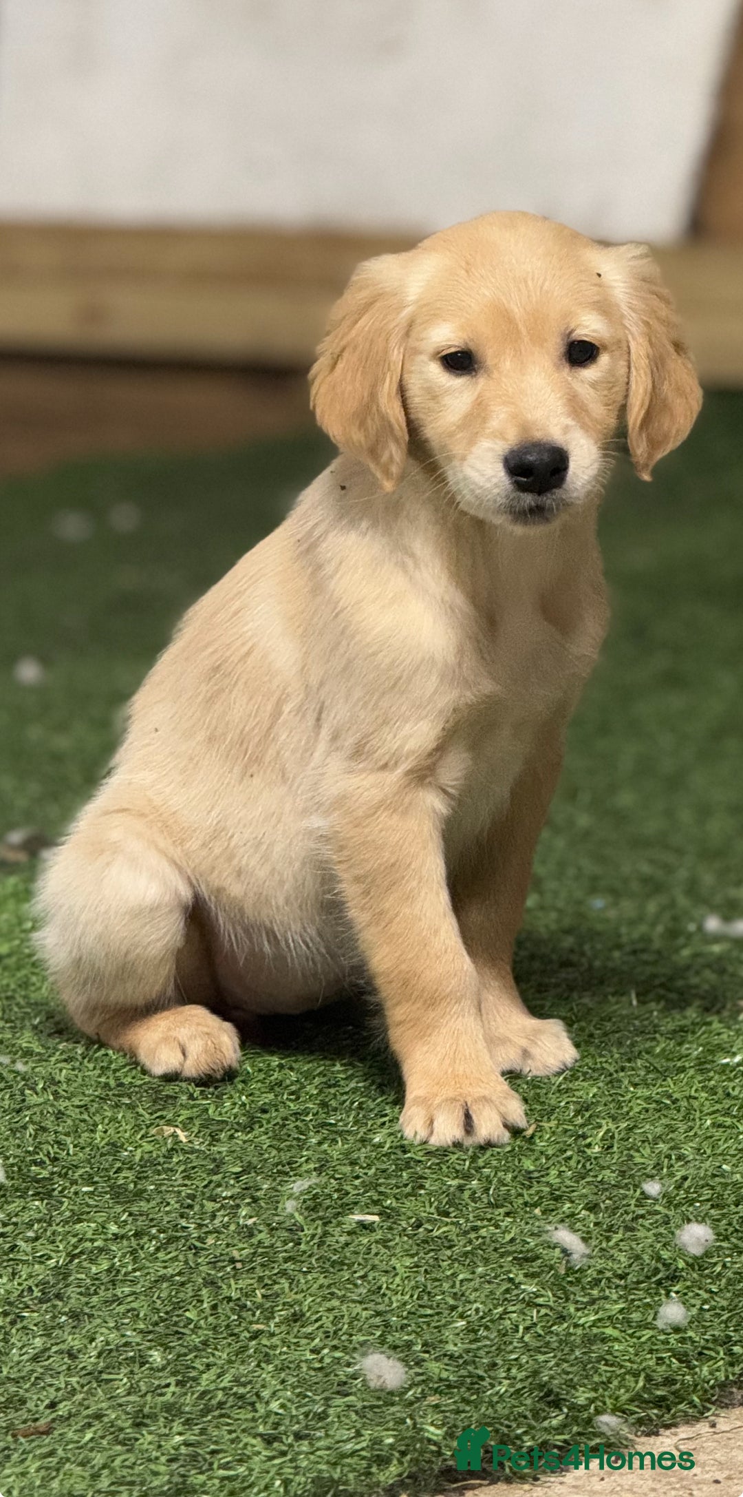 Golden Retriever dogs for sale: Last golden retriever pup available now  - Image 3