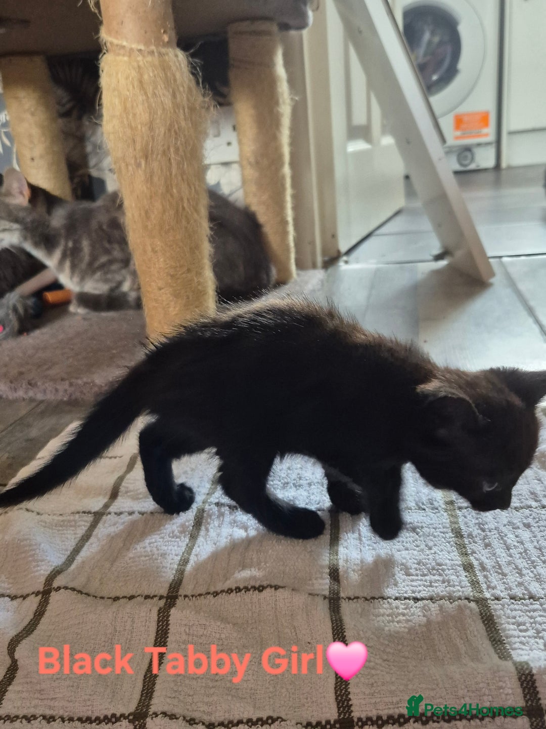 Domestic Shorthair cats for sale: 3 Beautiful kittens  - Image 6