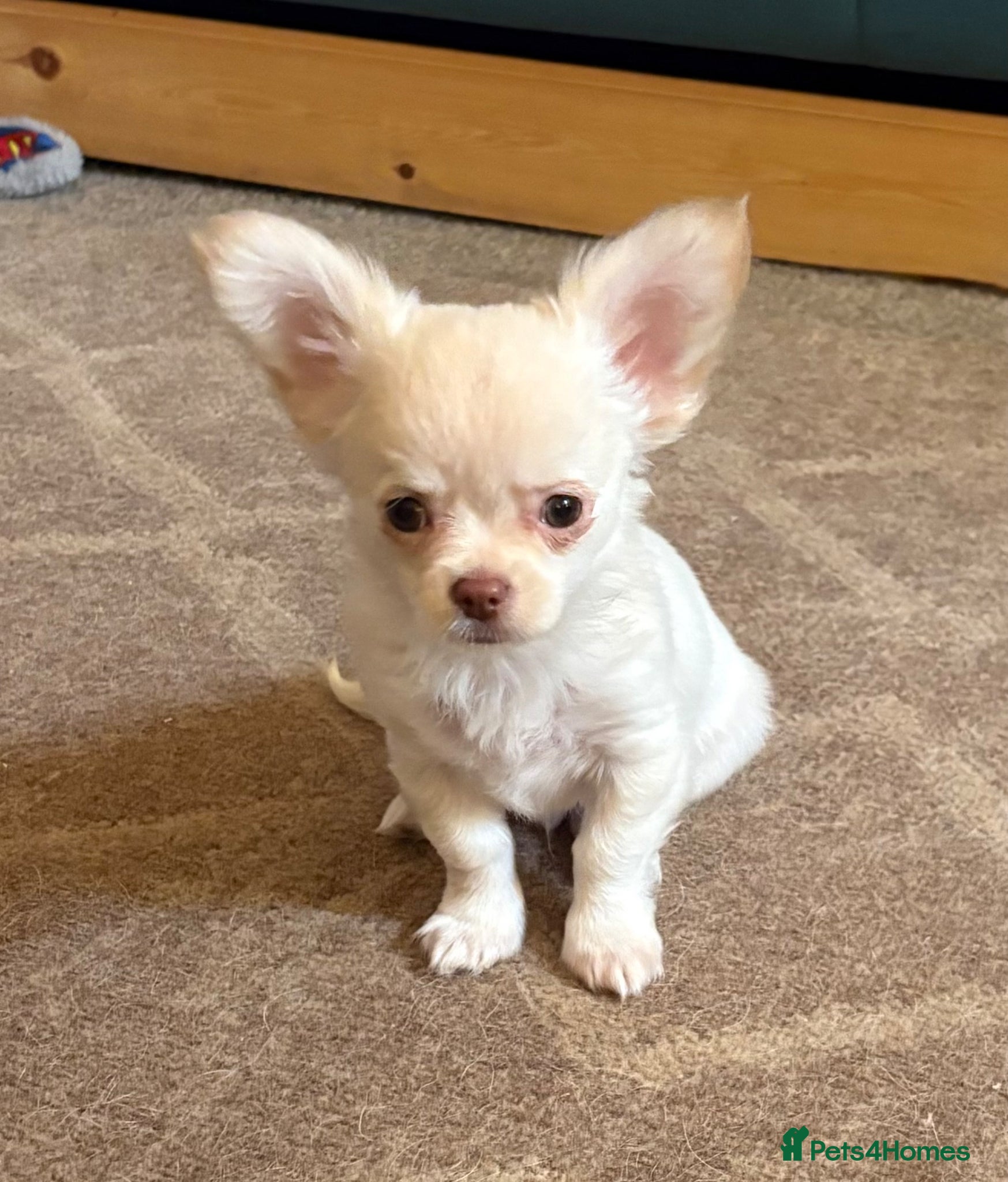 Chihuahua dogs Kc long coat chihuahua boy - Advert 1