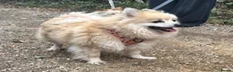 Pomeranian dogs for sale: Pomeranian female  - Advert 1