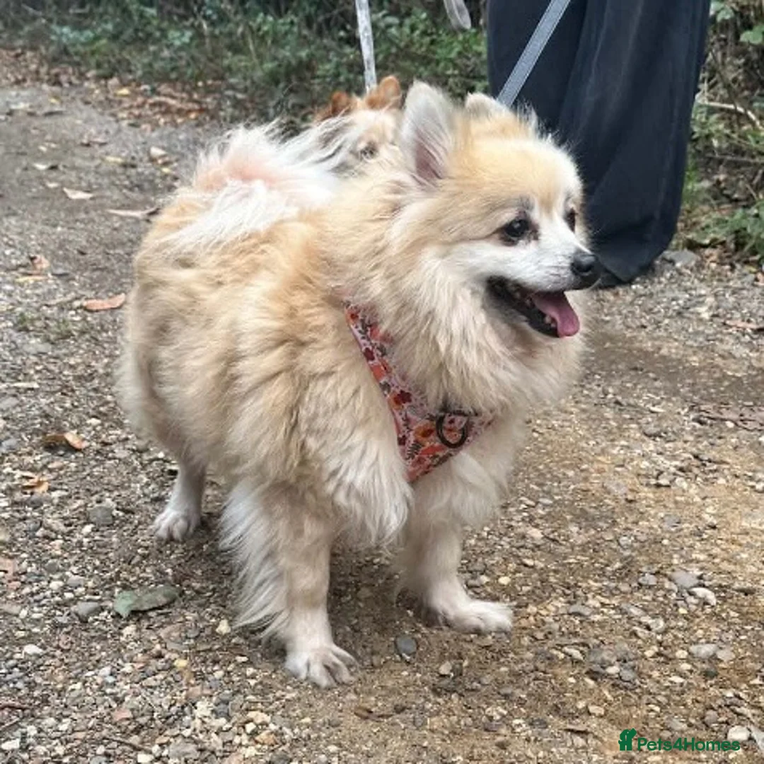 Pomeranian dogs for sale: Pomeranian female  - Advert 1