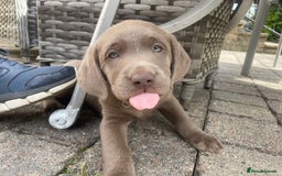 Labrador Retriever dogs for sale: 🌸Extensively health tested KC Silver Labradors🌸 - Image 13