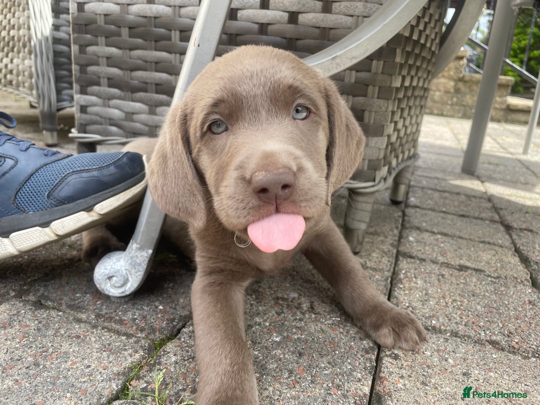 Labrador Retriever dogs for sale: 🌸Extensively health tested KC Silver Labradors🌸 - Image 13