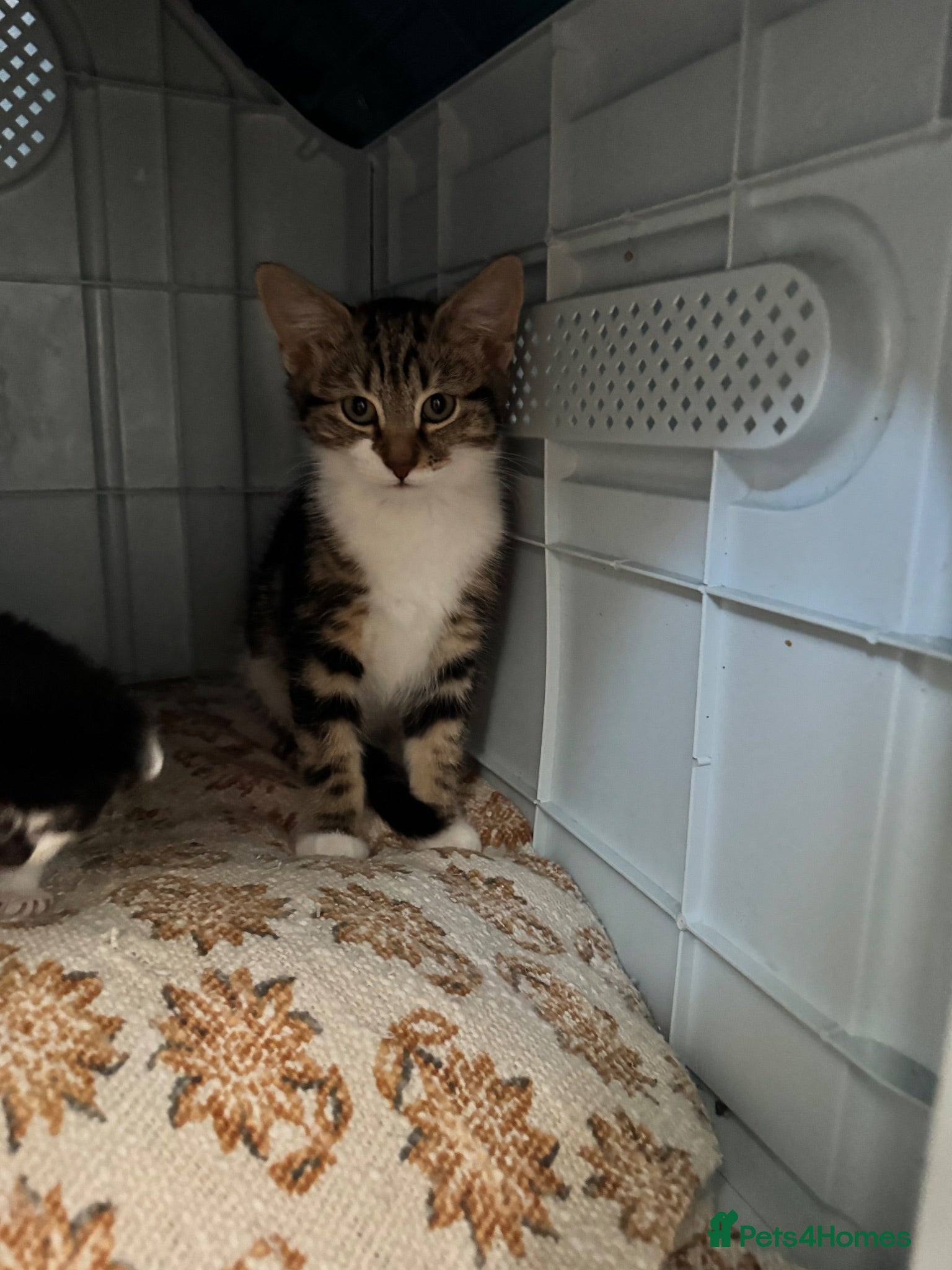 Mixed Breed cats Kitten  - Advert 4