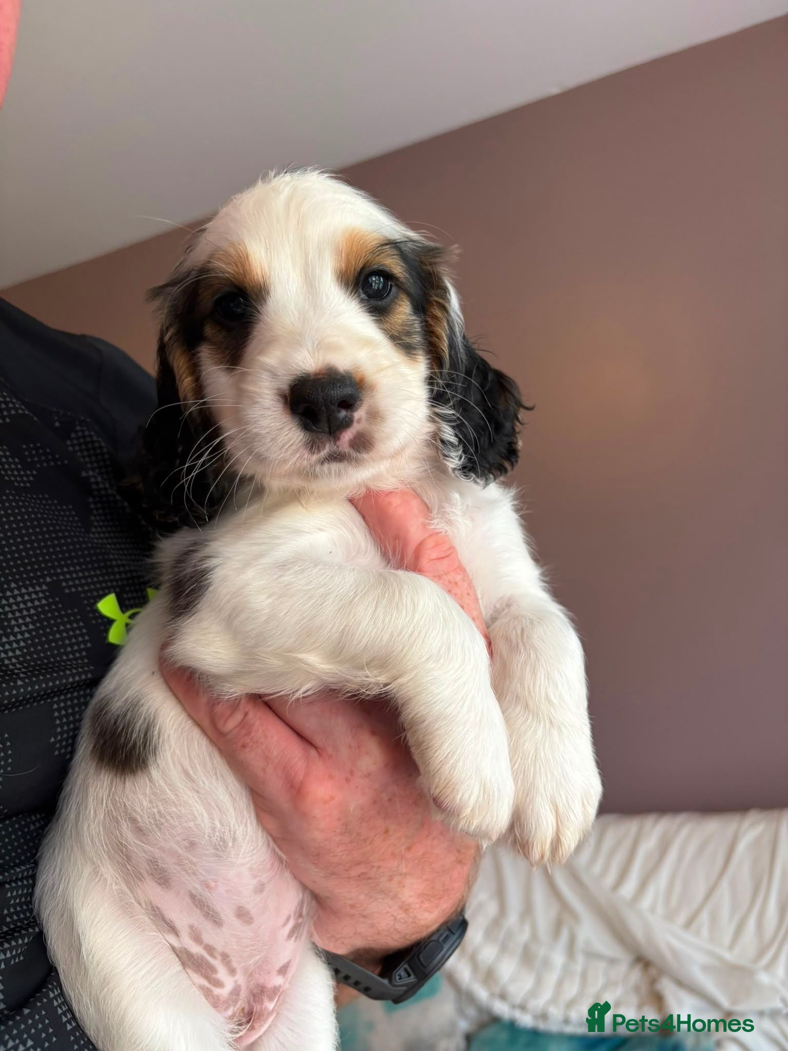Sprocker dogs Gorgeous sprocker pup ready now 1 girl left tri  - Advert 2