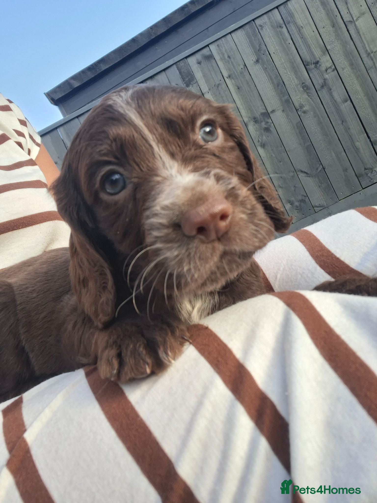 Cocker Spaniel dogs Cocker spaniel puppies  - Advert 3