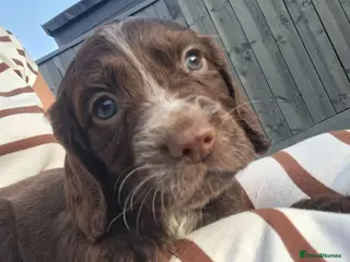 Cocker Spaniel dogs Cocker spaniel puppies - Advert 3