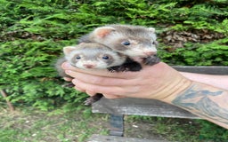 Ferret rodents for sale: Young Ferrets  - Image 7