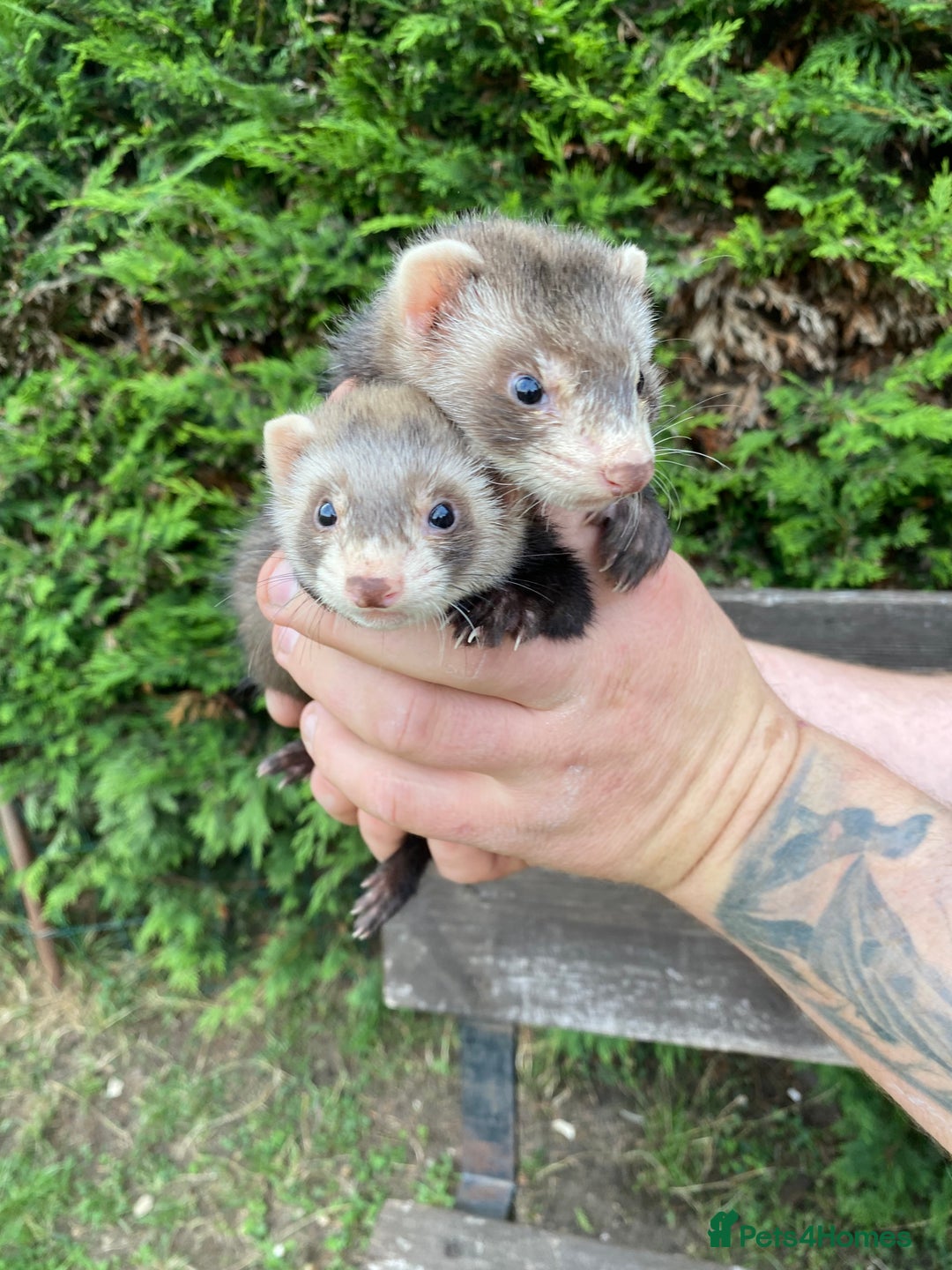 Ferret rodents for sale: Young Ferrets  - Image 7