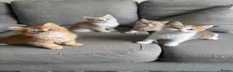 Mixed Breed cats for sale: Last female Exception F1 kittens ready now  - Advert 1