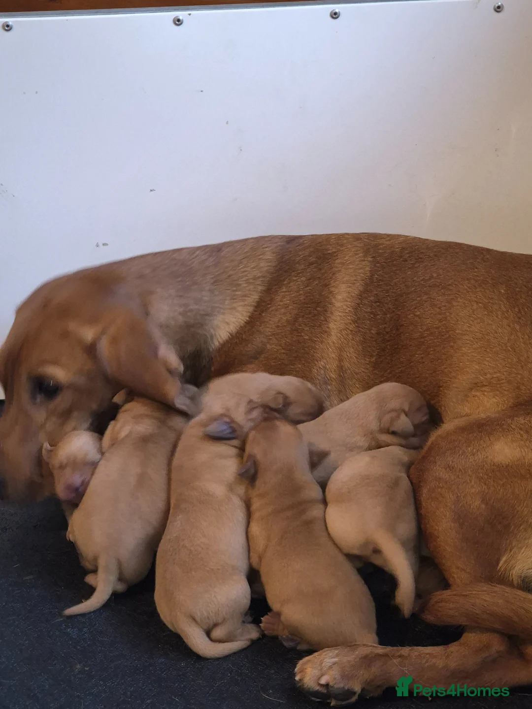 Labrador Retriever dogs for sale: Dark Red Lab Pups 5⭐ Licensed Breeder KC Reg - Advert 2