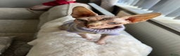 Sphynx cats for sale: Sphynx boy - Advert 2