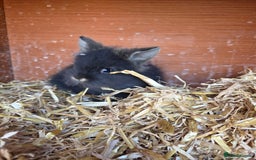 Mini Lion Lop rabbits for sale: Mini liop lops - Image 5