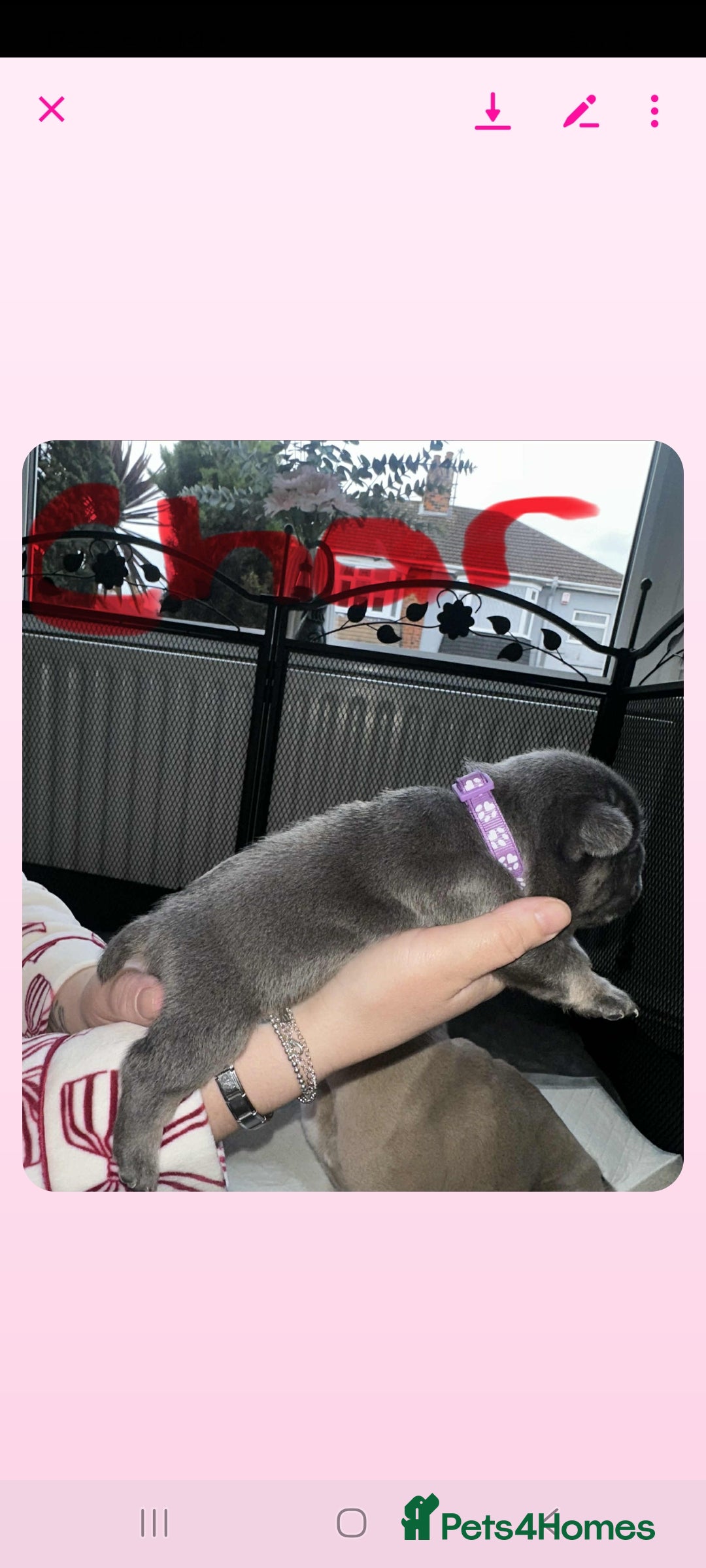 French Bulldog dogs for sale: French bulldog  - Image 8