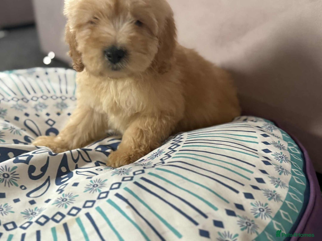 Cockapoo dogs for sale: Outstanding puppies  - Image 15