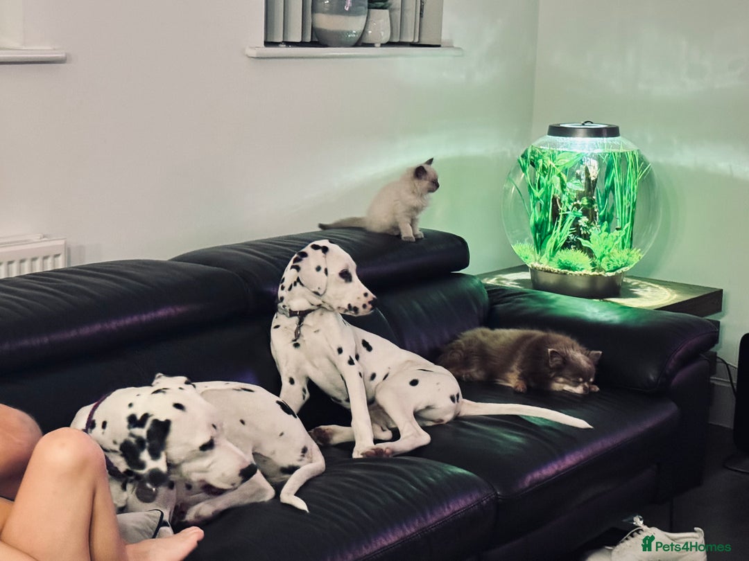 Dalmatian dogs for sale: KC Female Dalmatian  - Advert 4