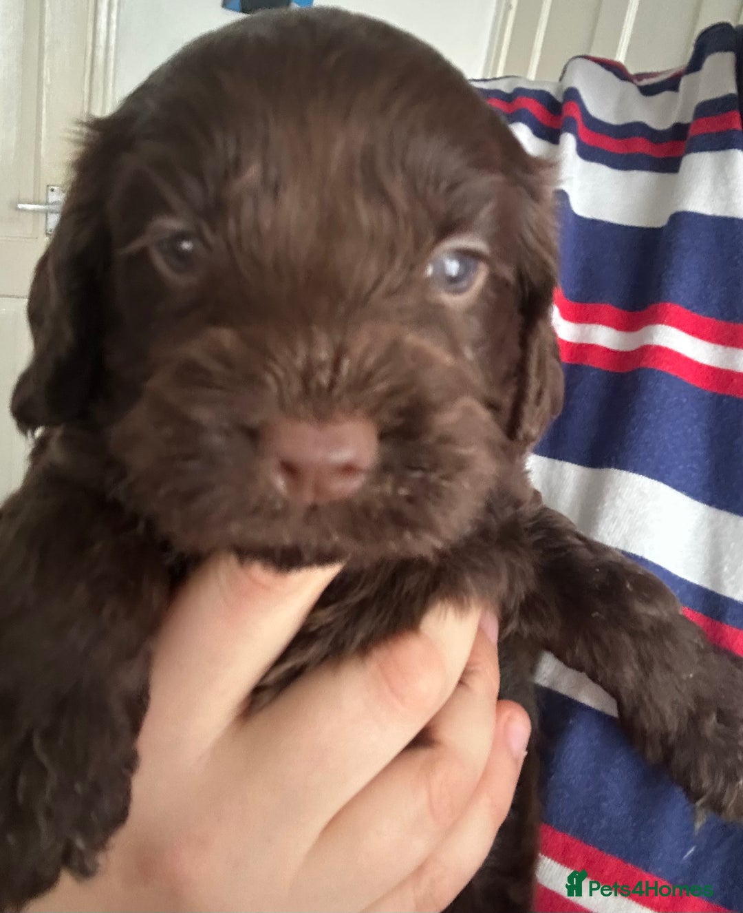 Cockapoo dogs for sale: Puppies for sale  - Image 3