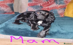 Cocker Spaniel dogs for sale: Working Cocker Spaniel Puppies - Advert 2