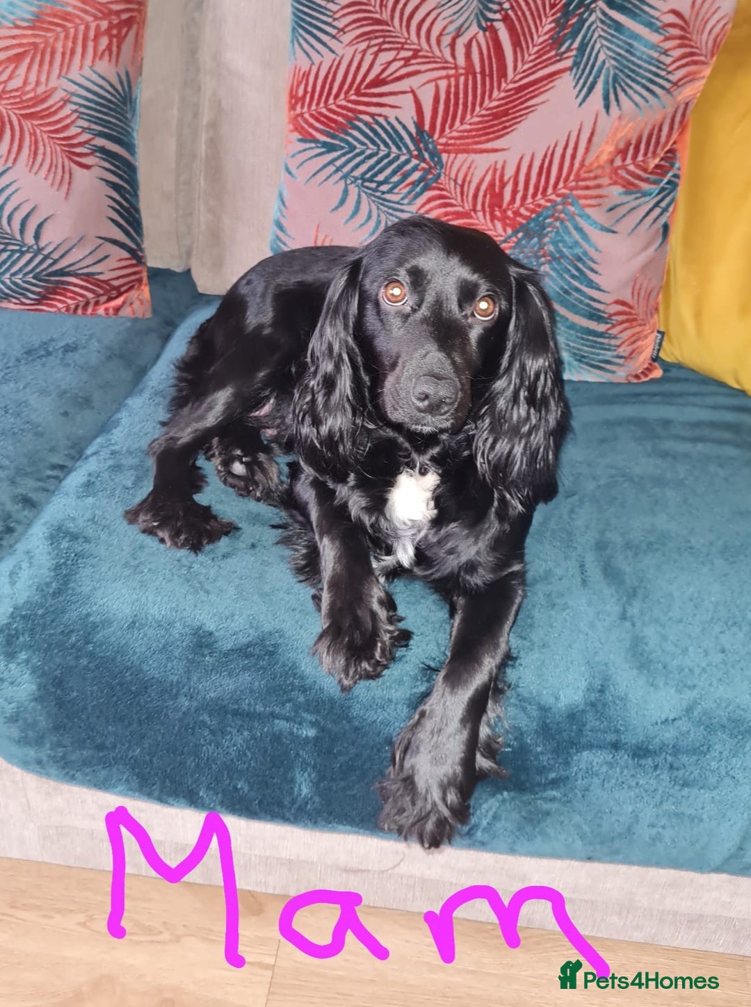 Cocker Spaniel dogs for sale: Working Cocker Spaniel Puppies - Advert 2