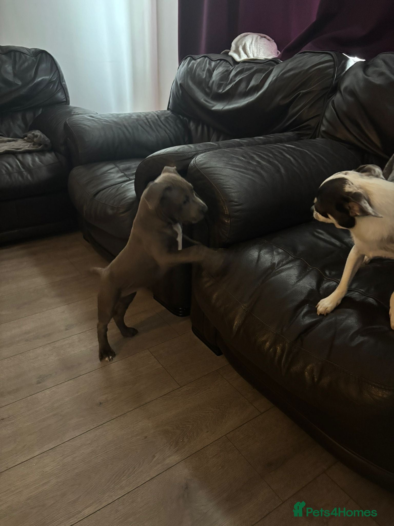 Staffordshire Bull Terrier dogs for sale: Last girl to go.  - Advert 8