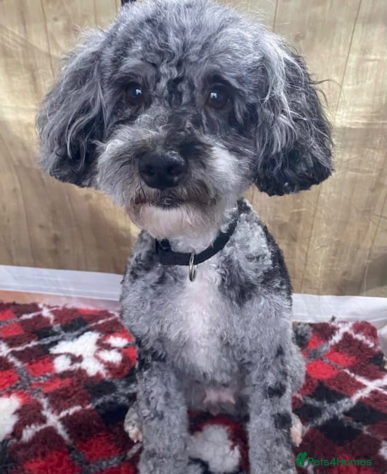 Mixed Breed dogs Cockapoo mix yorkiepoo - Advert 1