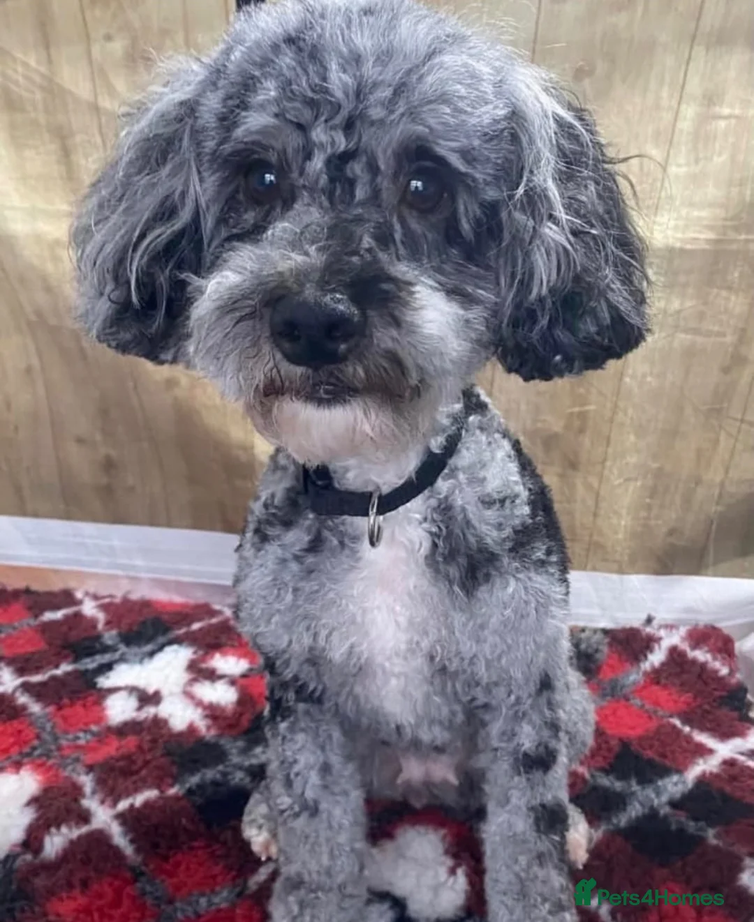 Mixed Breed dogs for sale: Cockapoo mix yorkiepoo - Advert 1