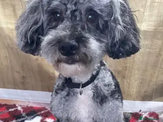 Mixed Breed dogs Cockapoo mix yorkiepoo - Advert 2