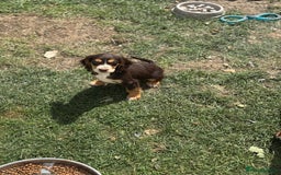 Cocker Spaniel dogs for sale: Stunning cocker pups  - Image 9