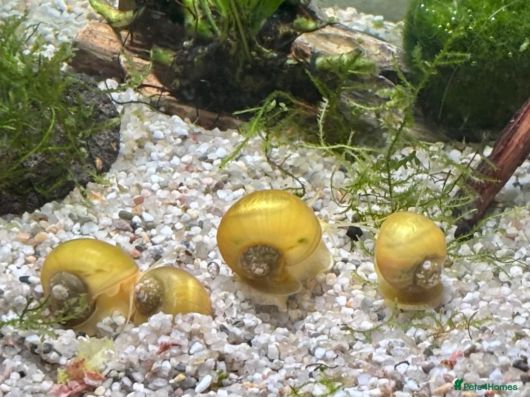 Snails fish for sale: Golden Apple Snails & Moss Balls  - Advert 3