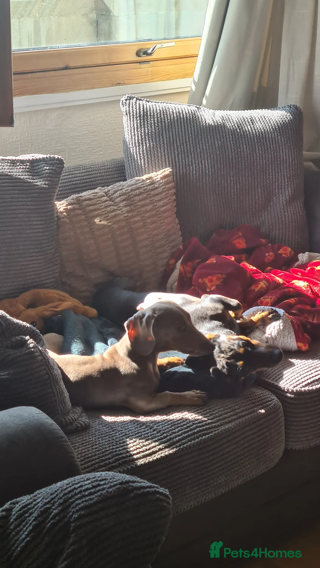 Miniature Dachshund dogs for stud: Stud dog available for studding - Advert 17