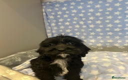 Cockapoo dogs for sale: 5 cockapoo boys for sale - Image 3