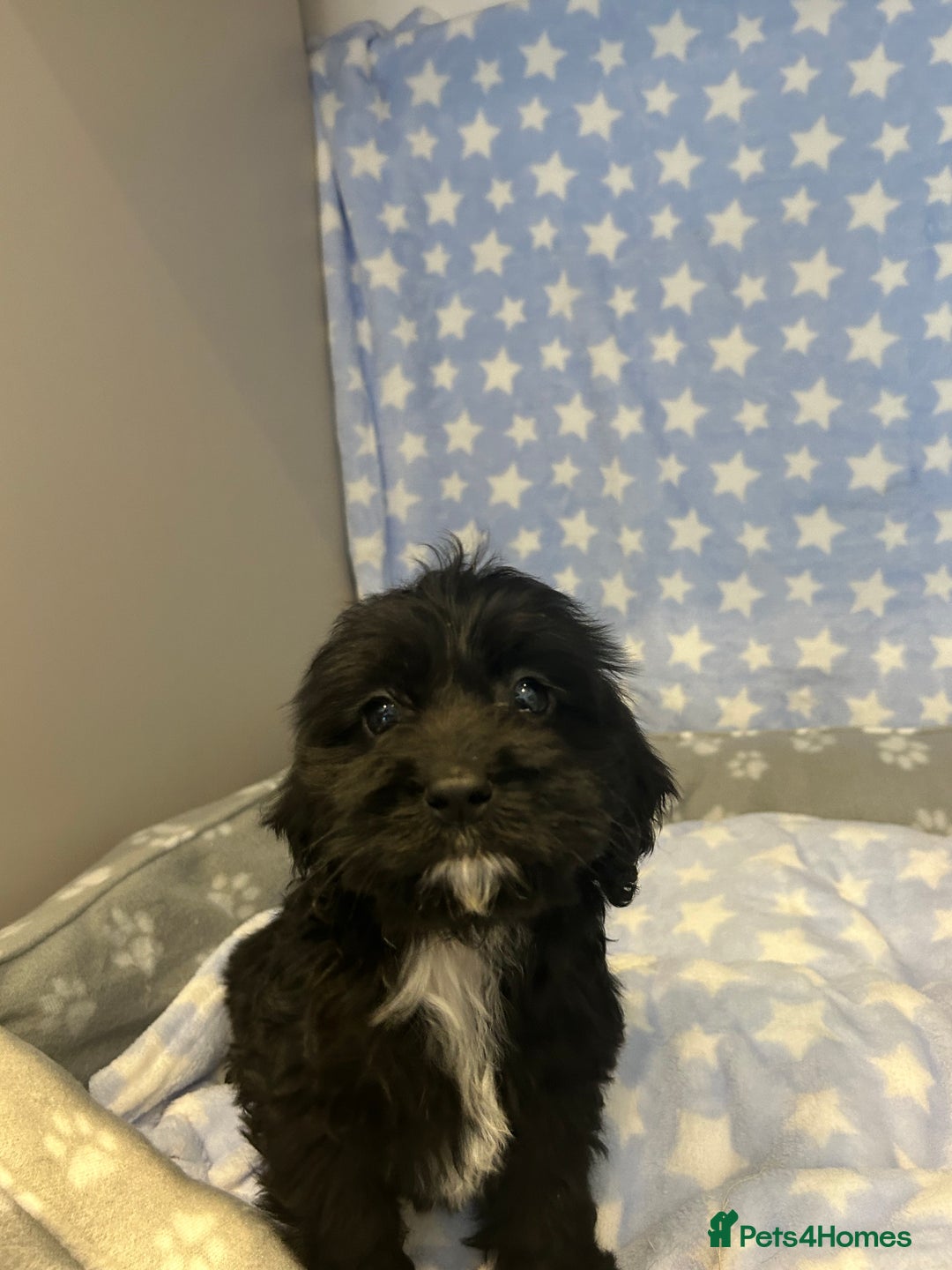 Cockapoo dogs for sale: 5 cockapoo boys for sale - Image 3
