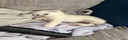 Scottish Fold cats for sale: Silver chinchilla Scottish folds  - Advert 18