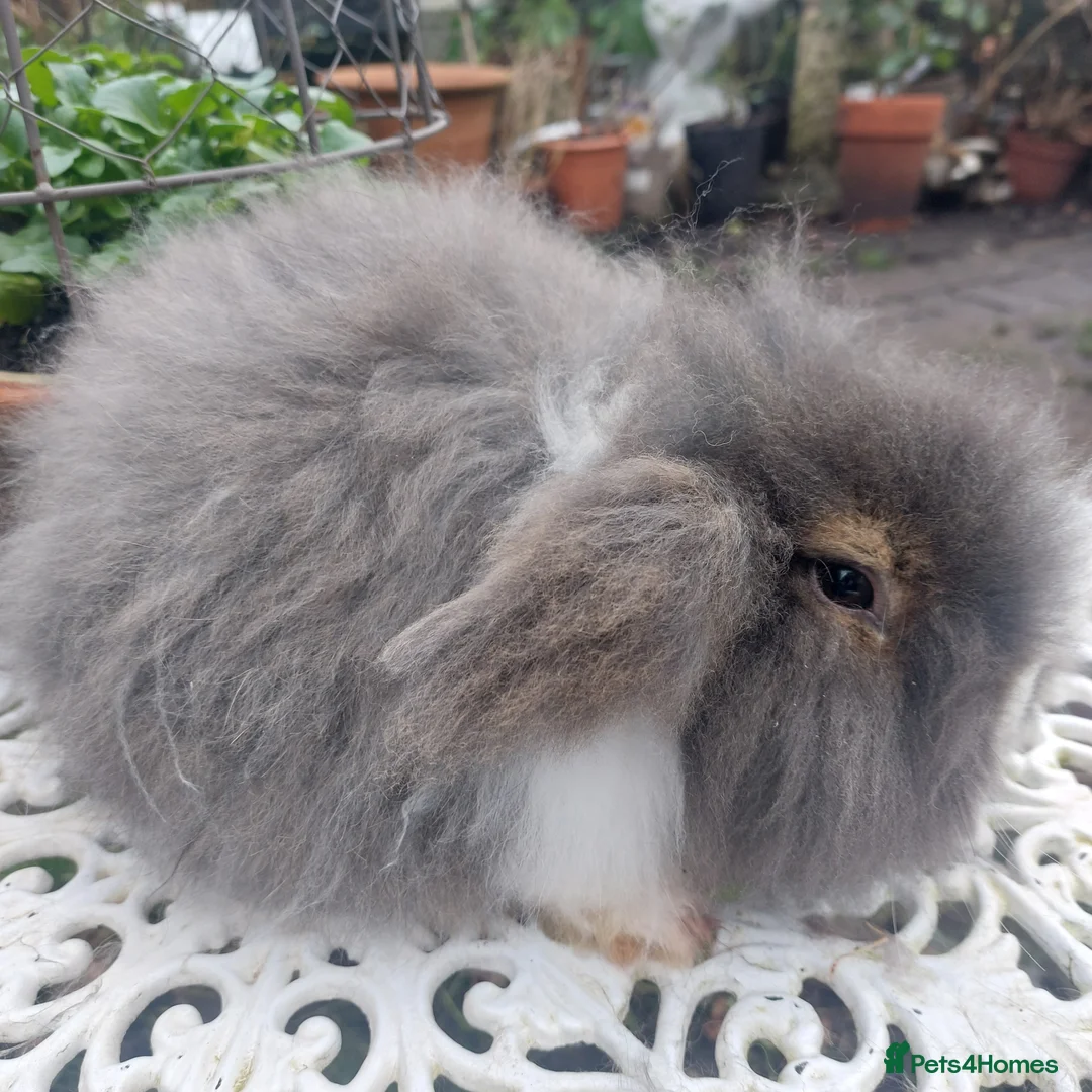 Angora rabbits for sale: STUNNING TEDDYWIDDER BUCK - Advert 1