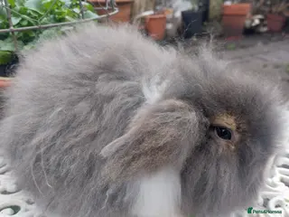 Angora rabbits STUNNING TEDDYWIDDER BUCK - Advert 18