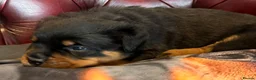 Rottweiler dogs for sale: STUNNING KC OLDER FEMALE FROM TK’s LINES - Advert 10