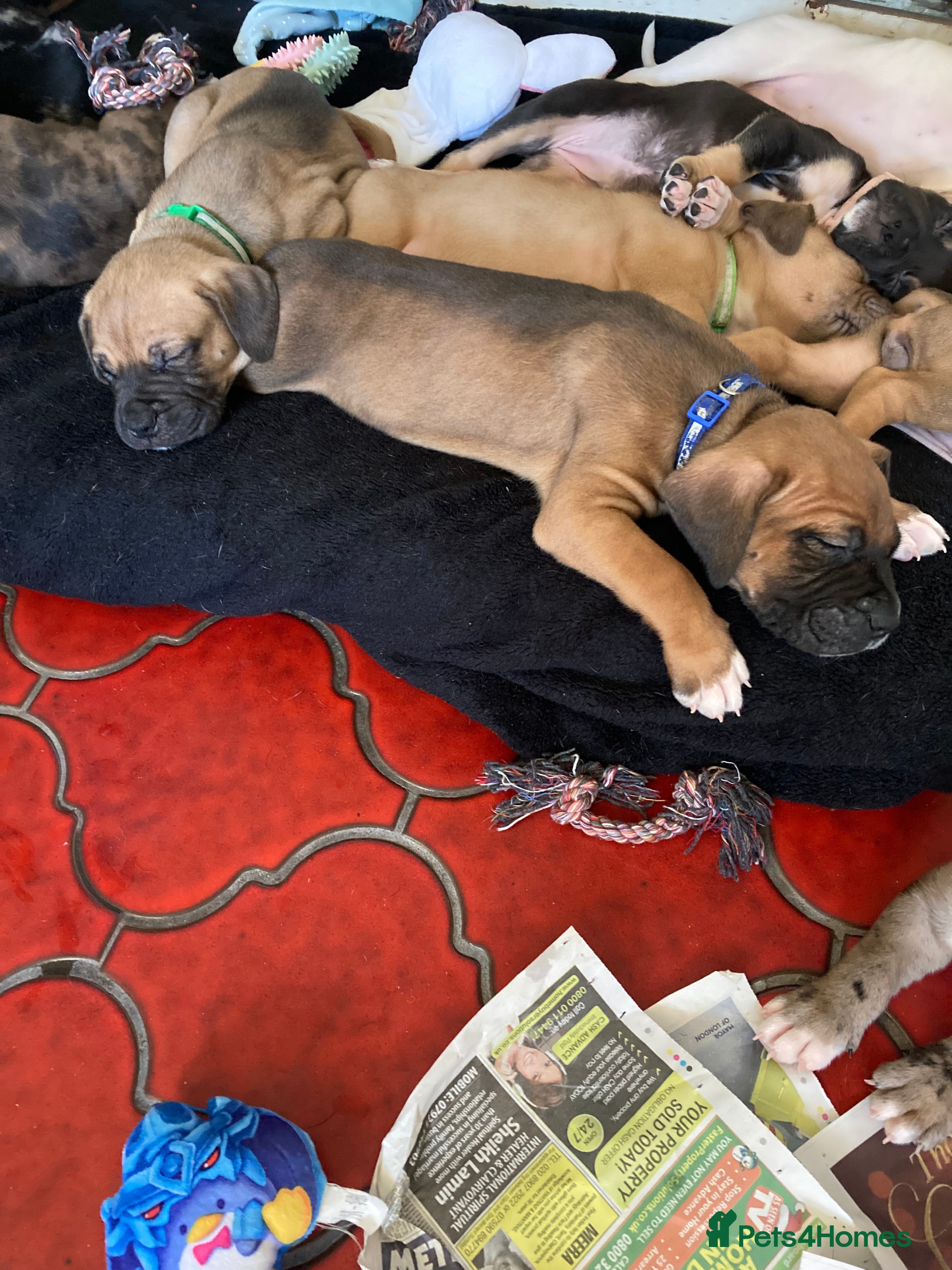 Mixed Breed dogs Mastiff x Staffy Puppies  - Advert 3