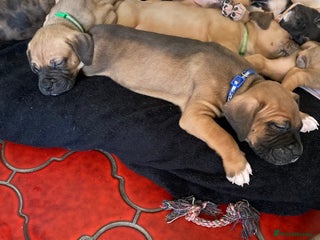 Mixed Breed dogs Mastiff x Staffy Puppies - Advert 3