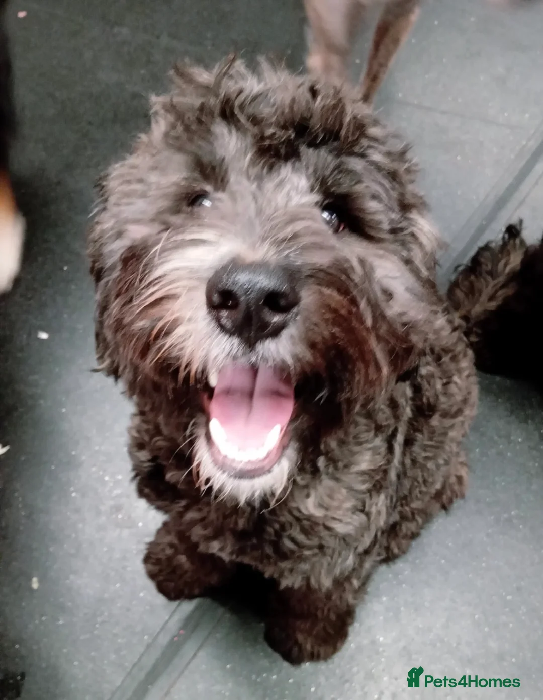 Mixed Breed dogs for sale: Loving, trained 8 M/O family dog seeking new home - Advert 4