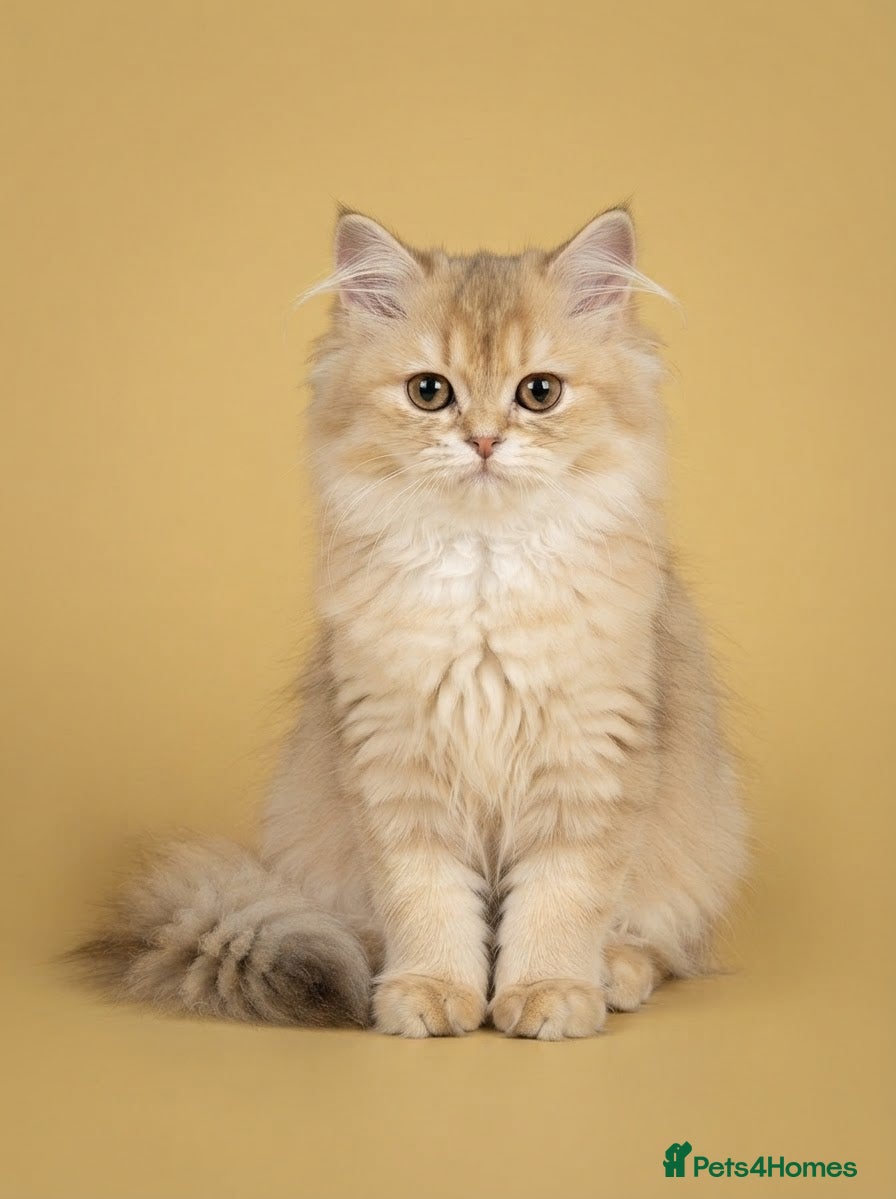 British Longhair cats TICA registered BLH & BSH Kittens - Advert 2
