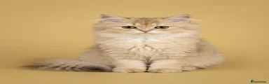British Longhair 4