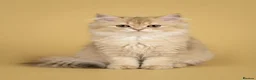 British Longhair cats for sale: TICA registered BLH & BSH Kittens - Advert 2