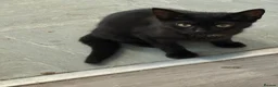 British Shorthair cats for sale: Black kitten  - Advert 5