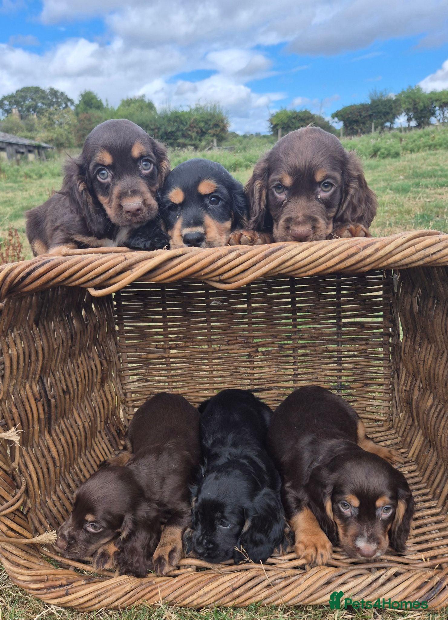 Cocker Spaniel dogs Kc reg cocker spaniel pups - Advert 1