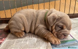 English Bulldog dogs for sale: Top Quality Chunky KC English Bulldogs  in Lampeter - Image 12