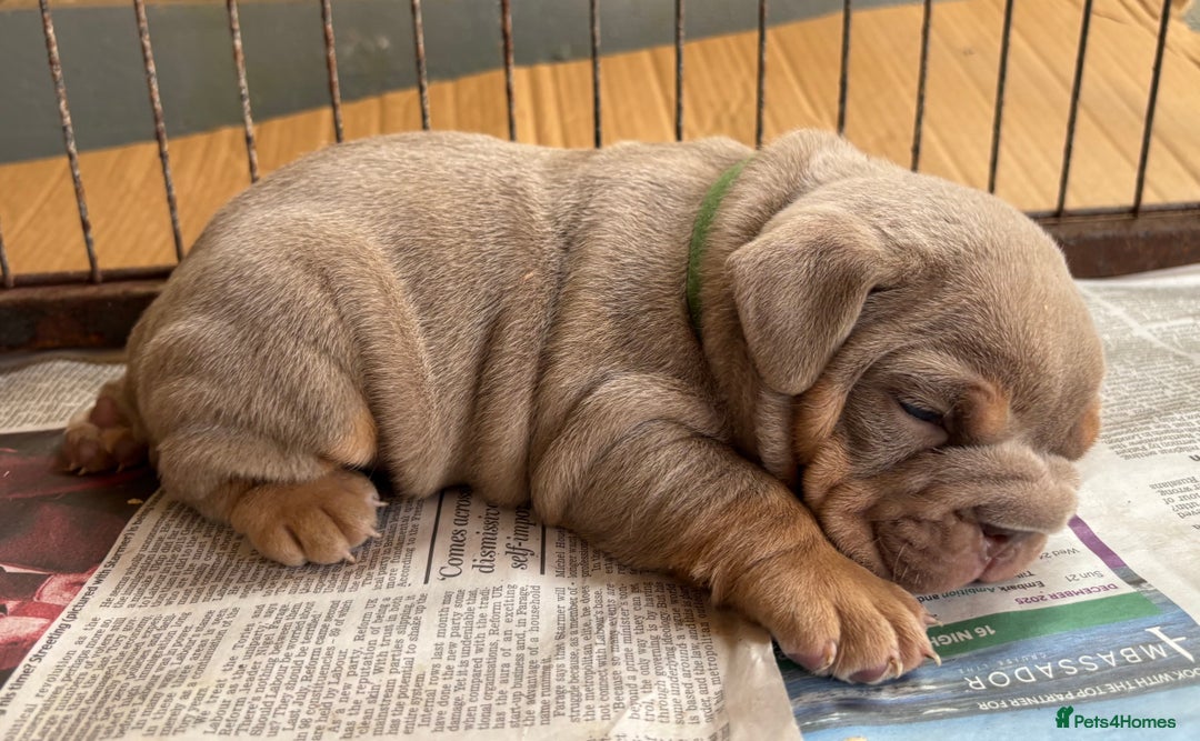 English Bulldog dogs for sale: Top Quality Chunky KC English Bulldogs  in Lampeter - Image 12